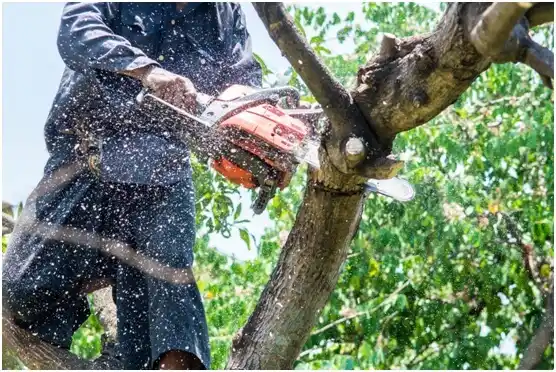 tree services Quantico Base